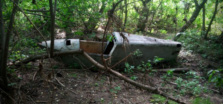 УДИВИТЕЛЬНОЕ МЕСТО НАШЕГО ГОРОДА ПО НАЗВАНИЕМ «ТОПОЛЬНИКИ» НЕ ПЕРЕСТАЕТ ПОРАЖАТЬ НАС СВОИМ ТАИНСТВОМ ЛЕСОВ 