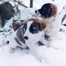 НОВОГОДНИЙ ПОДАРОК ОТ БЕЛКИ